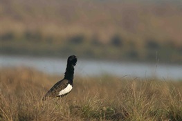 Cambodia’s Bengal Florican population declines, but conservation can save it